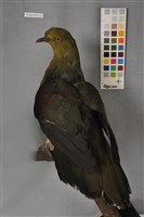 藏品(綠鳩)的圖片